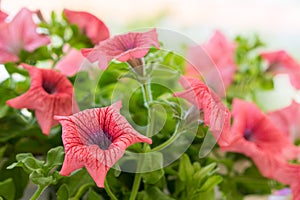 Beautiful pink flowers, summer in Greece