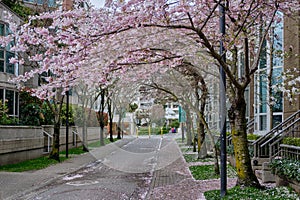 Beautiful pink flowers on trees. Spring season in Vancouver streets