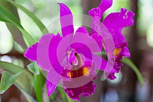 Beautiful pink flowers of a tropical orchid