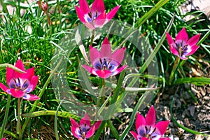 Beautiful pink flowers of Tulipa humilis photo