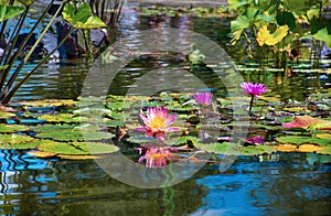 Beautiful pink flowers Water Lilies blooming in Central Park