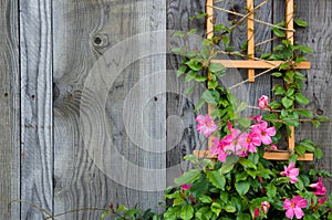 Beautiful Pink Flowers on a Weathered Grey Barn Wall