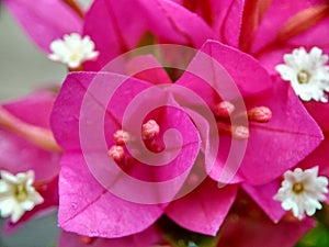 The beautiful pink flowes photo photo