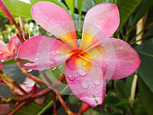 Beautiful Pink Frangipani Flower or plumeria