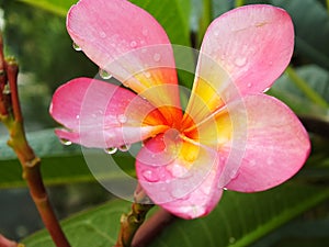 Beautiful Pink Frangipani Flower or plumeria