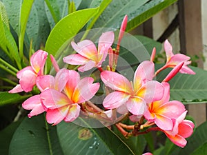 Beautiful Pink Frangipani Flower or plumeria