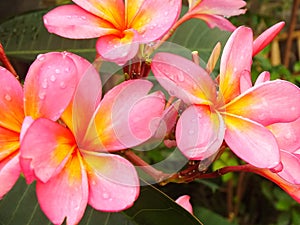 Beautiful Pink Frangipani Flower or plumeria