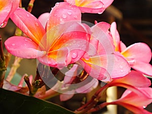 Beautiful Pink Frangipani Flower or plumeria