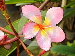 Beautiful Pink Frangipani Flower or plumeria
