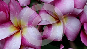 Beautiful pink frangipani flower with raindrops on petals in natural light