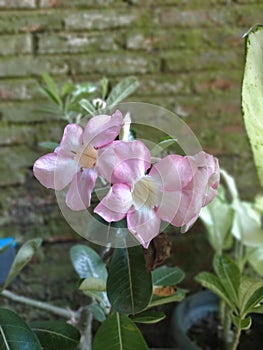 Beautiful pink frangipani flowers planted behind the house