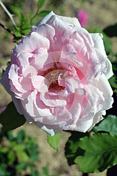 A beautiful pink French rose in a sunny garden