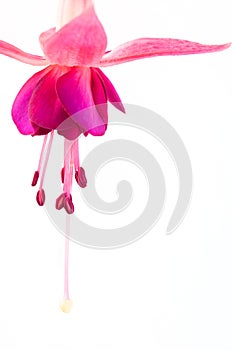 Beautiful pink fuchsia flower