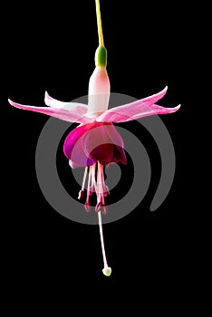 Beautiful pink fuchsia flower