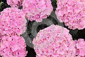 Beautiful Pink fully bloomed Hydrangeas