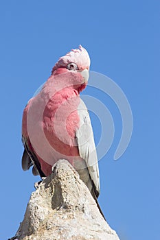 Beautiful pink Galah cockatoo