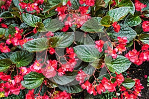 Beautiful pink garden flowers with raindrops on the leaves