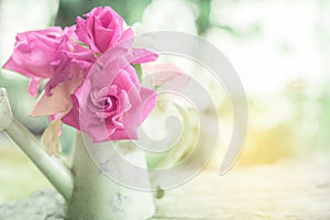 Beautiful pink garden roses flower in vintage jug over nature blur background