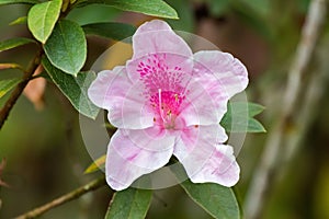 Beautiful pink George Taber Azalea flower in garden at Fraserâ€™s Hill, Malaysia, South east Asia