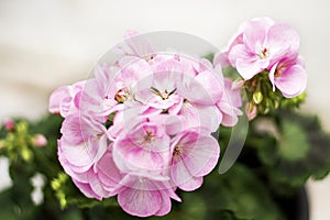 Beautiful pink geranium blooming