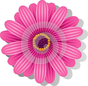 Beautiful pink Gerber Daisy