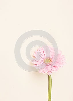 Beautiful pink Gerber Daisy