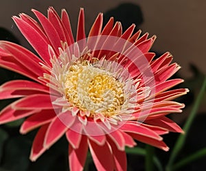 A beautiful pink Gerber flower