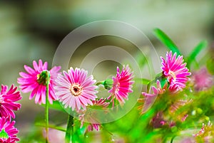 Beautiful pink gerber in the garden with blurred background