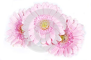 Beautiful pink gerber isolated