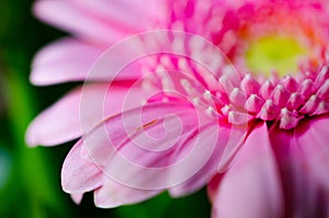 Beautiful pink gerbera Asteraceae flower in close-up