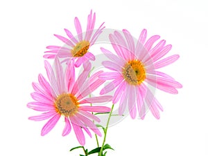 Beautiful pink gerbera daisies