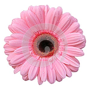 Beautiful pink Gerbera Daisy with drops of water isolated on white background.