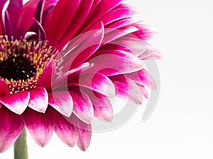 Beautiful pink gerbera daisy flower isolated on white background