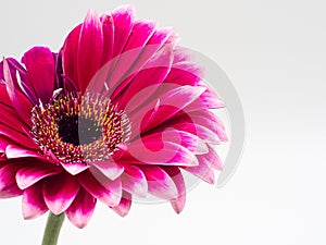 Beautiful pink gerbera daisy flower isolated on white background