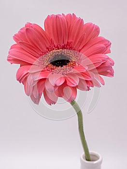 Beautiful pink gerbera daisy flower isolated on white background