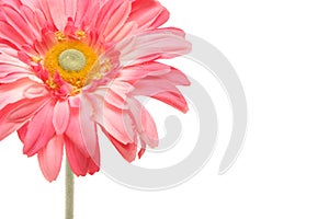 Beautiful pink gerbera daisy isolated on white