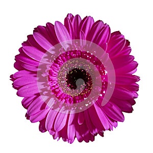 Beautiful pink gerbera flower isolated on white background.