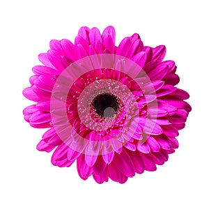 Beautiful pink gerbera flower isolated on white background