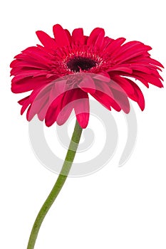 Beautiful pink gerbera flower isolated on white background