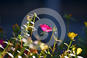 Beautiful pink gilliflowers blooming