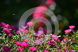 Beautiful pink gilliflowers blooming