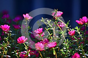 Beautiful pink gilliflowers blooming