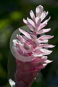 Beautiful pink ginger flower glowing against the early morning light