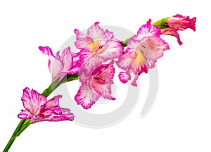 Beautiful pink gladiolus isolated on white background