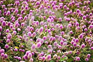 Beautiful pink Globe Amaranth flower blooming in garden