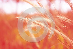 Beautiful pink grass flower nature with sunset for background. pastel color
