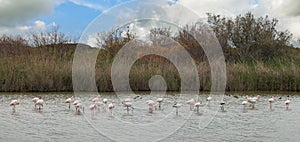 beautiful pink and gray flamingos on a background of water