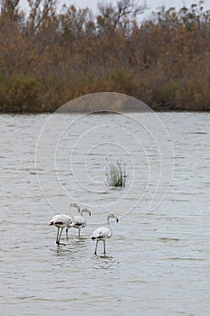 beautiful pink and gray flamingos on a background of water