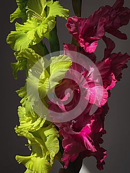 Beautiful pink and green gladioluses in sunlight. Stylish flower still life, artistic composition. Trendy floral vertical