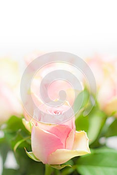 Beautiful pink and green rose flower on white background.